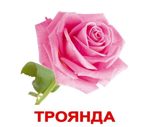 Картки Домана Вундеркінд з пелюшок "Квіти" з фактами (українська) - Pampik