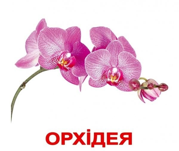 Картки Домана Вундеркінд з пелюшок "Квіти" з фактами (українська) - Pampik - 3