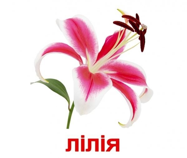 Картки Домана Вундеркінд з пелюшок "Квіти" з фактами (українська) - Pampik - 2