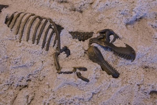 Набор Waba Fun Раскопки динозавра Dino T-Rex (150-111) - Pampik - 4