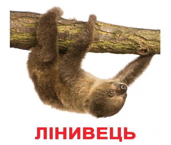 Карточки Домана Вундеркинд с пеленок "Екзотические животные" с фактами (украинский) - Pampik - 2