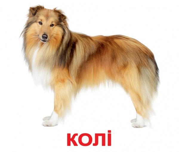 Карточки Домана Вундеркинд с пеленок "Породы собак" с фактами (украинский) - Pampik - 3