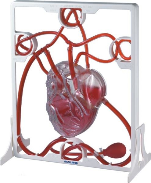 Конструктор анатомічний Miniland Пульсуюче серце людини (99048) - Pampik