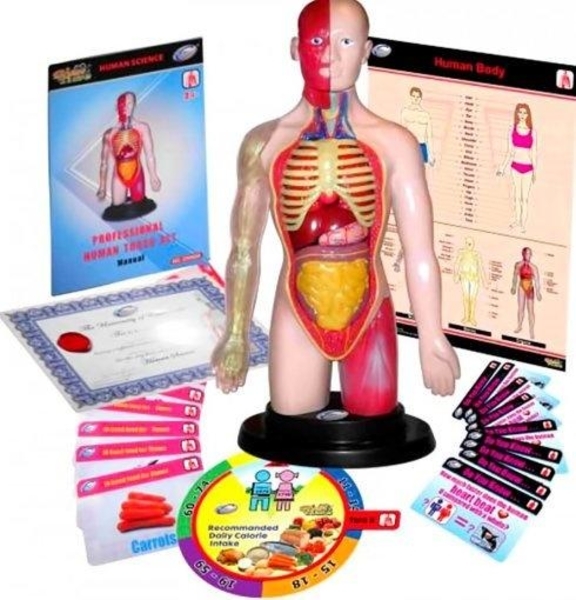 Конструктор анатомічний Miniland Травна система людини (99113) - Pampik