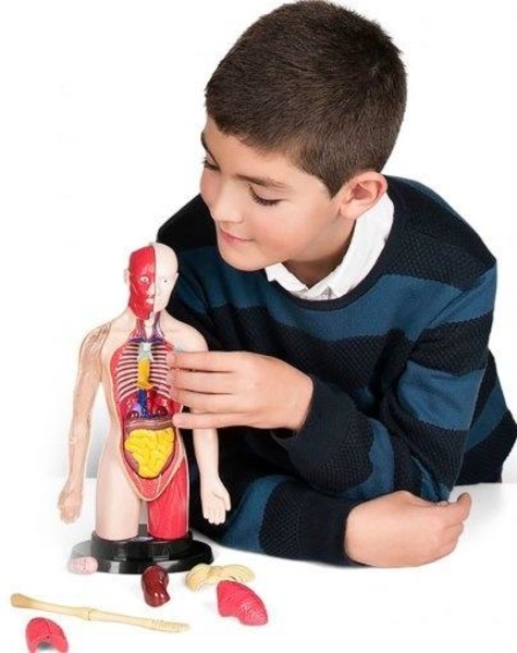 Конструктор анатомічний Miniland Травна система людини (99113) - Pampik - 2