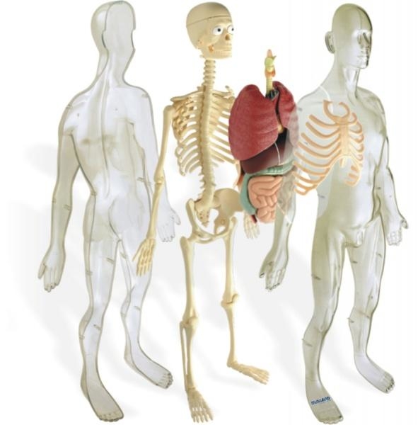 Конструктор анатомічний Miniland Анатомія людини (99060) - Pampik - 2