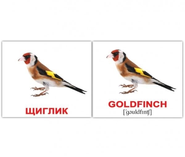 Картки Домана Вундеркінд з пелюшок Птахи/Birds, 8х10 см, 40 шт., укр., англ. (2100064455315) - Pampik - 3