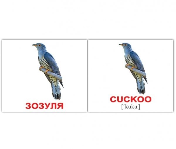 Картки Домана Вундеркінд з пелюшок Птахи/Birds, 8х10 см, 40 шт., укр., англ. (2100064455315) - Pampik - 4