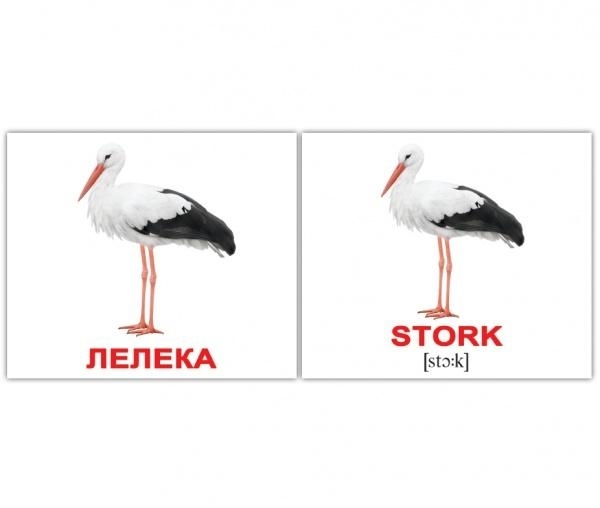 

Карточки Домана Вундеркинд с пеленок Птахи / Birds, 8х10 см (украинский, английский