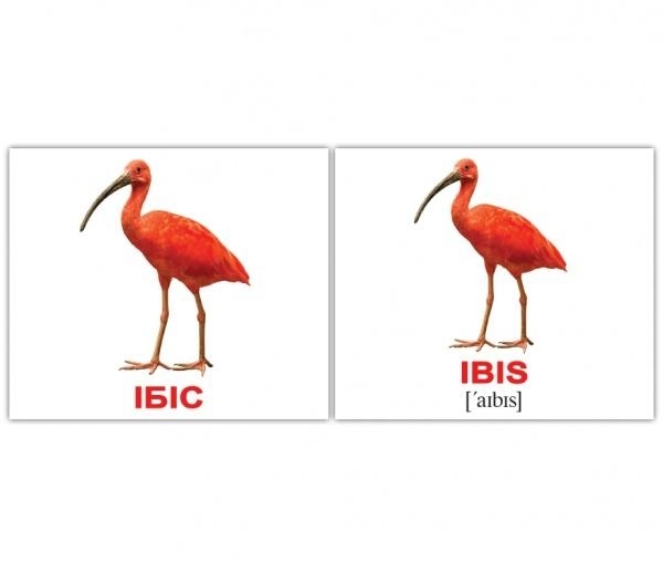 Картки Домана Вундеркінд з пелюшок Птахи/Birds, 8х10 см, 40 шт., укр., англ. (2100064455315) - Pampik - 2