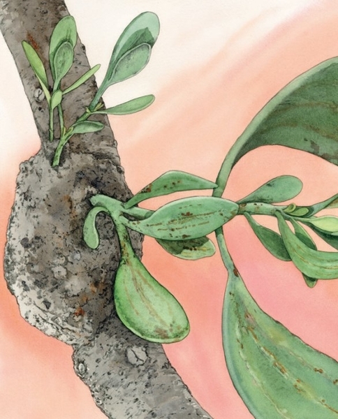 Арт-енциклопедія для дітей. Метелик неквапливий - Астон Гуттс Діанна - Pampik - 3