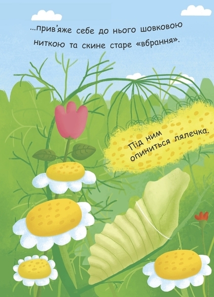 Моя перша енциклопедія. Як народжується метелик? - Ганна Булгакова (Л807010У) - Pampik - 5