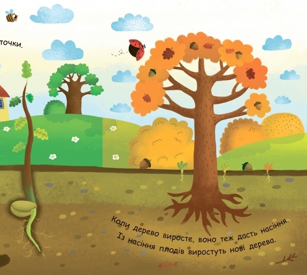 Моя перша енциклопедія. Як виростає дерево? - Конопленко І.І. - Pampik - 5