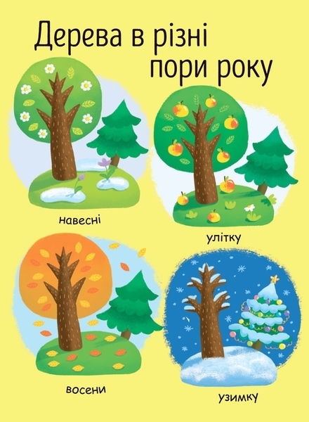 Моя перша енциклопедія. Як виростає дерево? - Конопленко І.І. - Pampik - 7