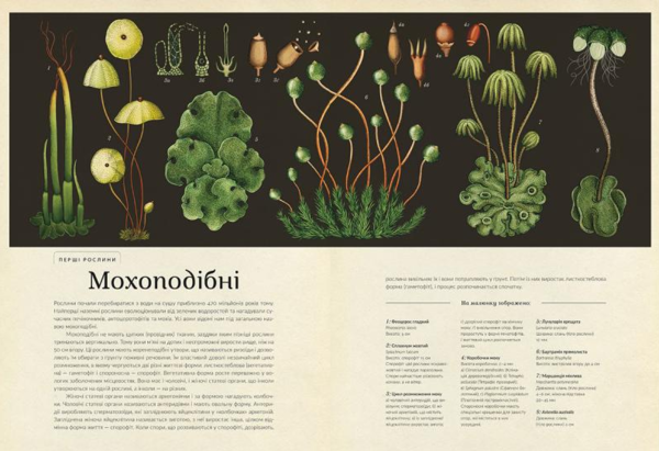 Ботанікум - Вілліс Кесі - Pampik - 3