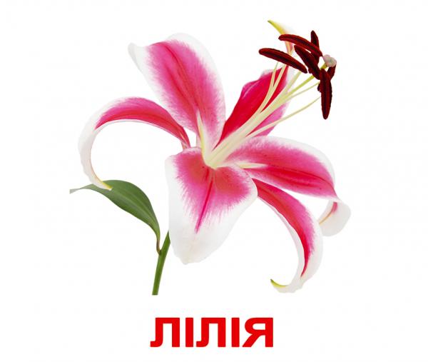 Набір ламінованих карток Домана Вундеркінд з пелюшок Квіти, укр. мова (2100064099991) - Pampik - 3