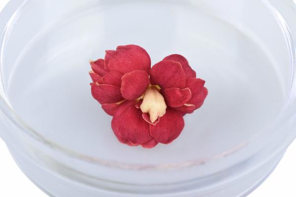 Науковий набір Same Toy Польовий мікроскоп (613Ut) - Pampik - 4