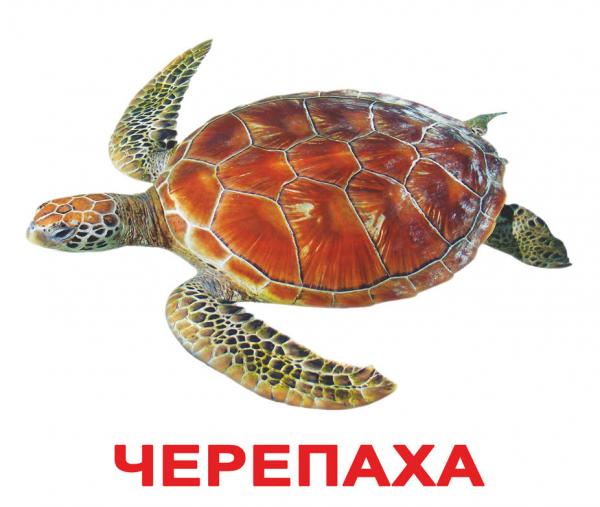 Набір ламінованих карток Домана Вундеркінд з пелюшок Жителі водойм, укр. мова (2100064241512) - Pampik - 3