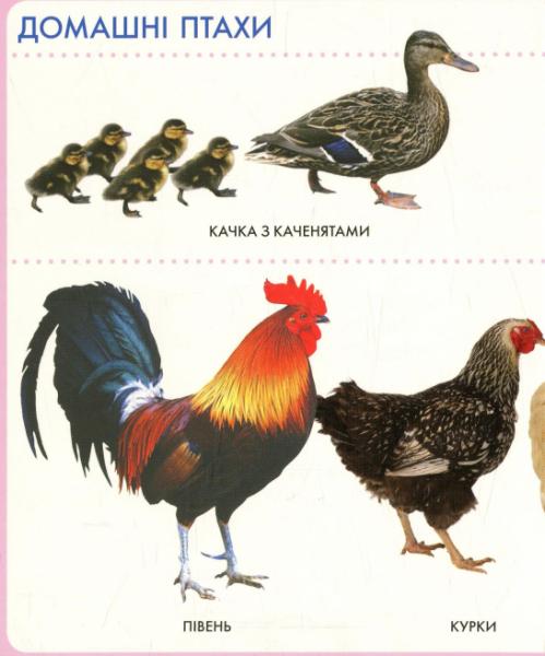 Животные. Моя первая книга - Pampik - 5