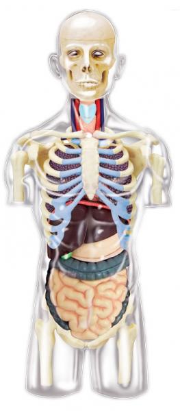 3D Пазл 4D Master Торс людини, 37 елементів (26068) - Pampik - 2