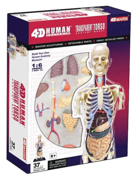 3D Пазл 4D Master Торс людини, 37 елементів (26068) - Pampik