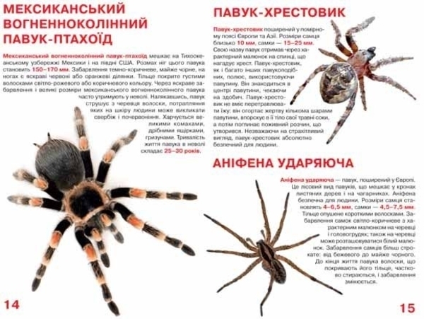 Велика книжка. Павуки (F00014639) - Pampik - 3