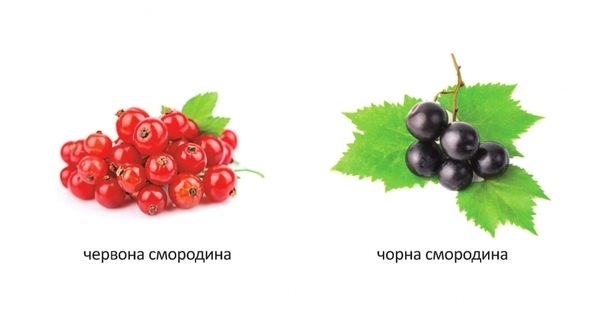 Карамелька. Що росте в саду? - Лілія Гуменна - Pampik - 8