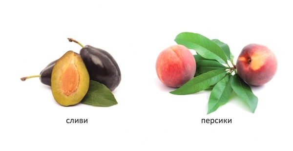 Карамелька. Що росте в саду? - Лілія Гуменна - Pampik - 2