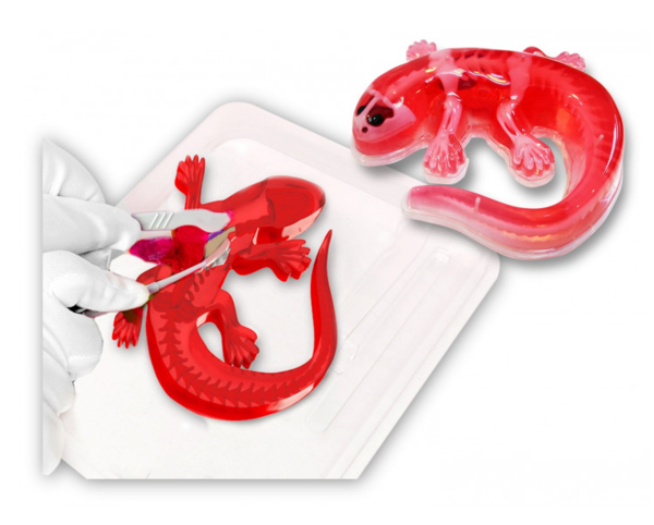 Розвиваючий набір Joker Slimy Lab Анатомія тварин - Саламандра (38071) - Pampik - 3