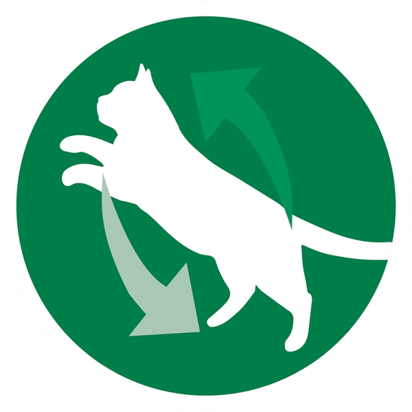 Вологий корм для кішок Purina One Indoor Тунець, зелена квасоля в гриль-соусі, 85 г - Pampik - 3