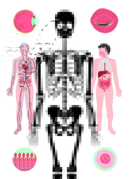 Тіло людини - Крістіна Перабоні - Pampik - 5