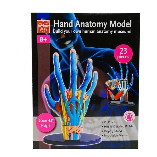 Модель руки Edu-Toys збірна, 16,5 см (SK058) - Pampik - 3