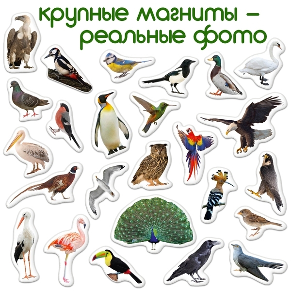 Набір магнітів Magdum Птахи Фото (ML4031-30 EN) - Pampik - 4