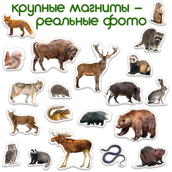 Набор магнитов Magdum Лесные жители Фото (ML4031-29 EN) - Pampik - 3