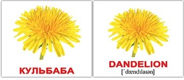 Комплект карточек по методике Глена Домана МИНИ “Цветы” (укр)(eng) Вундеркинд с пелёнок, укр - Pampik - 2