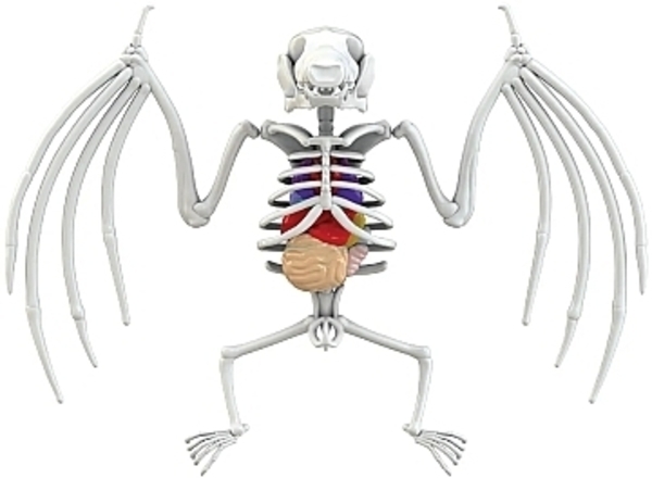 Развивающий набор Slimy Lab Dissect It "Анатомия животных. Летучая мышь" JOKER - Pampik - 2
