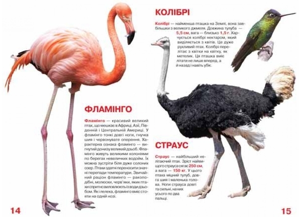 Велика книжка. Птахи (F00013166) - Pampik - 3