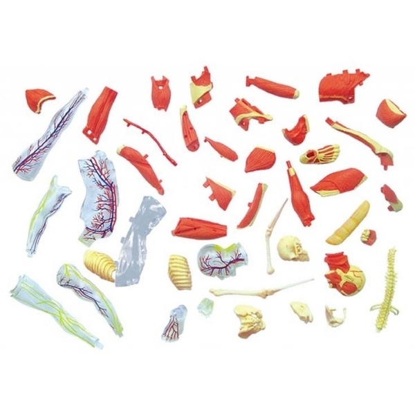 Об'ємна модель 4D Master М'язи та скелет людини, 46 деталей (FM-626010) - Pampik - 3