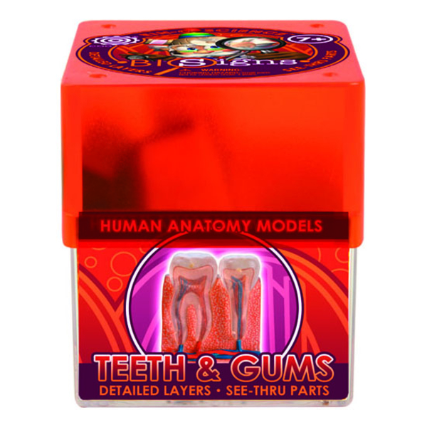 Біологічні моделі COG Зуби та ясна (E2370TG) - Pampik
