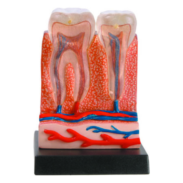 Біологічні моделі COG Зуби та ясна (E2370TG) - Pampik - 3