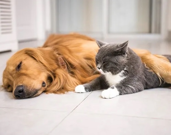 Натуральний очисник підлоги Purenn Organic Family Amigo Animal Friendly без аромату, антибактеріальний, 1 л (80166) - Pampik - 4