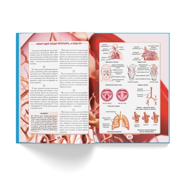 Ви маєте це знати. Тіло людини - Pampik - 4