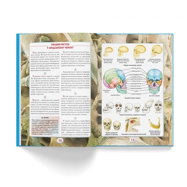 Ви маєте це знати. Тіло людини - Pampik - 6