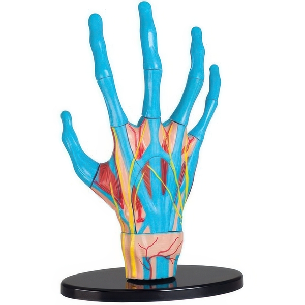 Набор для исследований Edu-Toys Модель руки сборная 16.5 см (SK058) - Pampik