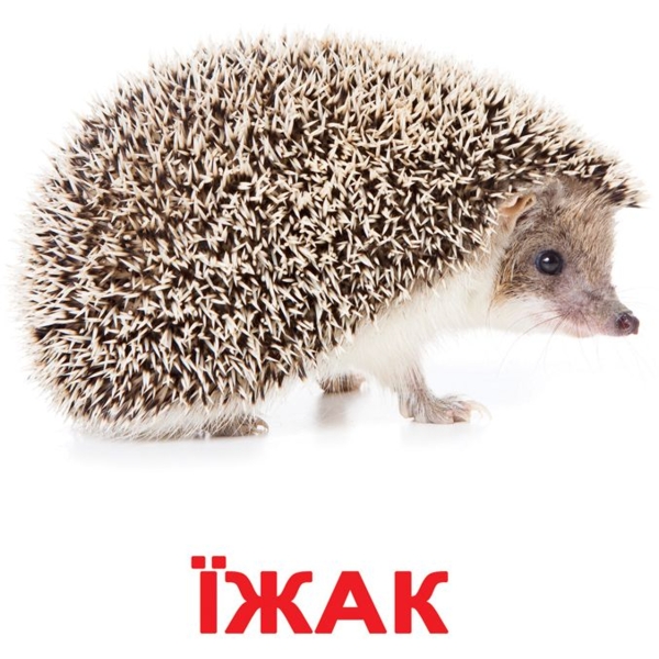 Набір карток Вундеркінд з пелюшок Дикі тварини, ламінований, 20 карток, укр. мова - Pampik - 2