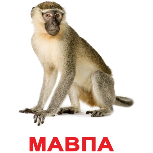 Набір карток Вундеркінд з пелюшок Дикі тварини, ламінований, 20 карток, укр. мова - Pampik - 3