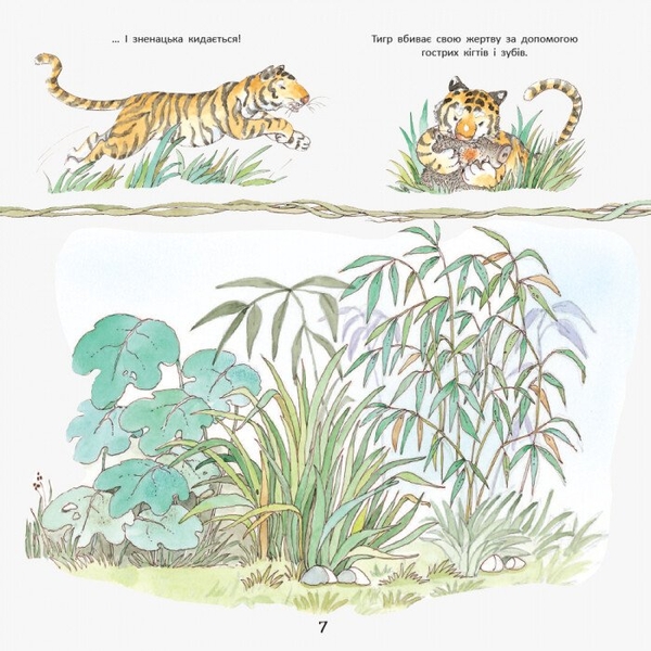 Тигреня Сілія - Даніела Де Лука (С699004У) - Pampik - 8