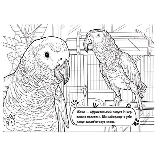 Книга розмальовка Видавництво Ранок Тварини в оселі (А583006У) - Pampik - 5