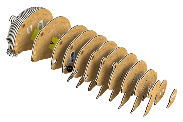 Збірна 3Д модель Eugy Зоопарк Вомбат (XEG-078) - Pampik - 4