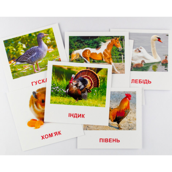 Картки міні Зірка Домашні тварини 11х11 см (286283) - Pampik - 2